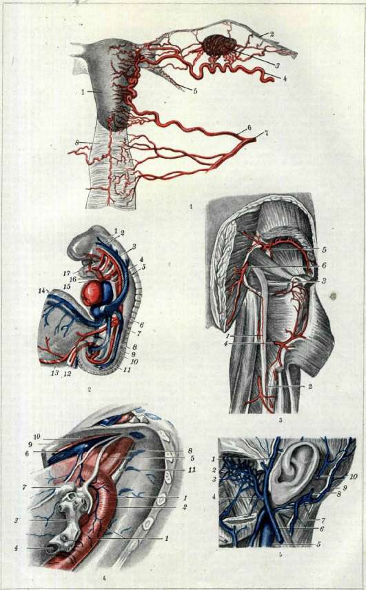 Blood Vessels (525): figure 2 from the 1928–1936 encyclopedia article
