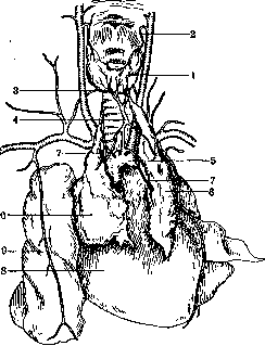 Blood Vessels (525): figure 7 from the 1928–1936 encyclopedia article
