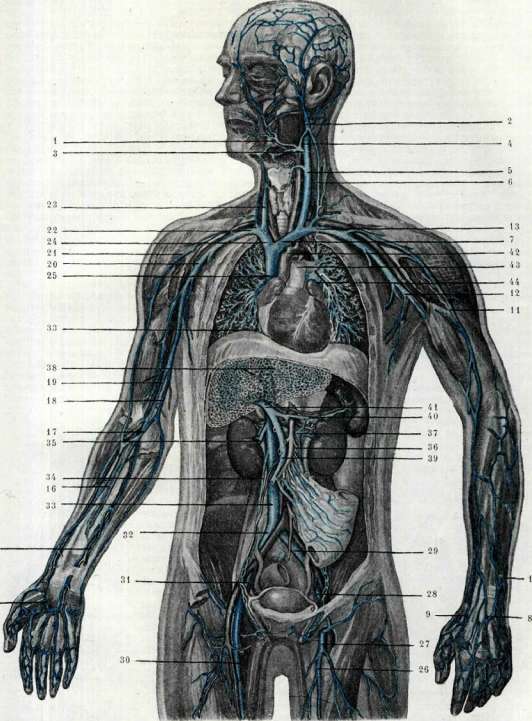 Blood Vessels (525): figure 10 from the 1928–1936 encyclopedia article