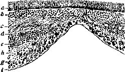 Macula Lutea: figure 1 from the 1928–1936 encyclopedia article