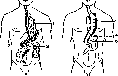 Esophagus: figure 10 from the 1928–1936 encyclopedia article