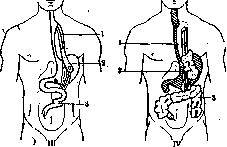 Esophagus: figure 9 from the 1928–1936 encyclopedia article