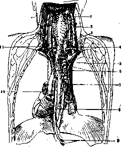Esophagus: figure 6 from the 1928–1936 encyclopedia article