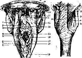 Esophagus: figure 1 from the 1928–1936 encyclopedia article