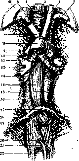 Esophagus: figure 2 from the 1928–1936 encyclopedia article