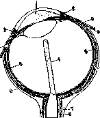 Vitreous Body: figure 1 from the 1928–1936 encyclopedia article
