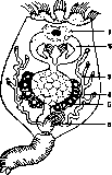 Rotifers: figure 1 from the 1928–1936 encyclopedia article
