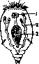 Rotifers: figure 2 from the 1928–1936 encyclopedia article