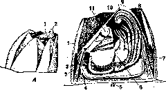 Crustacea: figure 3 from the 1928–1936 encyclopedia article