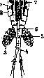 Crustacea: figure 2 from the 1928–1936 encyclopedia article