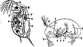 Crustacea: figure 1 from the 1928–1936 encyclopedia article