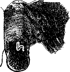 Abducens Nerve: figure 1 from the 1928–1936 encyclopedia article