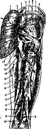 Femoral Artery: figure 4 from the 1928–1936 encyclopedia article