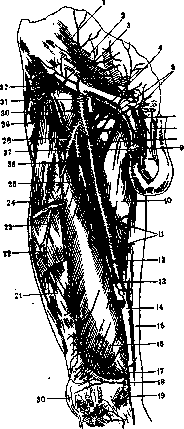 Femoral Artery: figure 1 from the 1928–1936 encyclopedia article