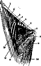 Femoral Artery: figure 3 from the 1928–1936 encyclopedia article