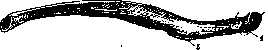 Ribs: figure 6 from the 1928–1936 encyclopedia article