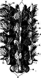 Ribs: figure 10 from the 1928–1936 encyclopedia article