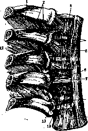 Ribs: figure 9 from the 1928–1936 encyclopedia article