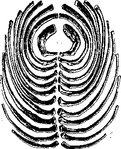 Ribs: figure 1 from the 1928–1936 encyclopedia article