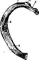Ribs: figure 4 from the 1928–1936 encyclopedia article