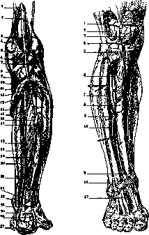 Crus: figure 3 from the 1928–1936 encyclopedia article