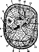 Crus: figure 2 from the 1928–1936 encyclopedia article