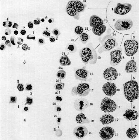 Hematopoiesis: figure 3 from the 1928–1936 encyclopedia article