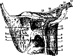 Carotid Artery: figure 16 from the 1928–1936 encyclopedia article