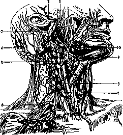 Carotid Artery: figure 7 from the 1928–1936 encyclopedia article