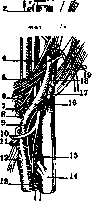 Carotid Artery: figure 14 from the 1928–1936 encyclopedia article