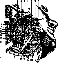 Carotid Artery: figure 6 from the 1928–1936 encyclopedia article