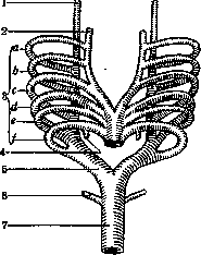 Carotid Artery: figure 8 from the 1928–1936 encyclopedia article