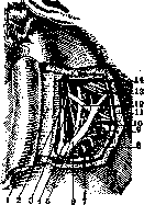 Carotid Artery: figure 13 from the 1928–1936 encyclopedia article