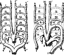 Carotid Artery: figure 10 from the 1928–1936 encyclopedia article