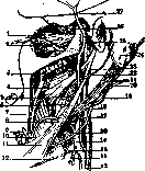 Carotid Artery: figure 15 from the 1928–1936 encyclopedia article