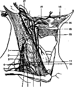 Carotid Artery: figure 2 from the 1928–1936 encyclopedia article