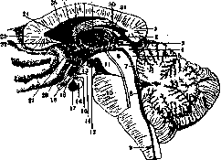 Infundibulum: figure 1 from the 1928–1936 encyclopedia article