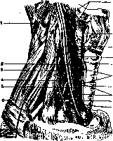 Recurrent Nerve: figure 1 from the 1928–1936 encyclopedia article