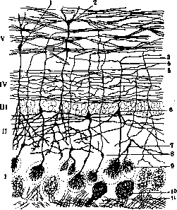 Olfactory Nerve: figure 2 from the 1928–1936 encyclopedia article