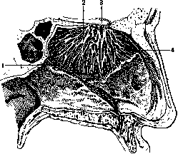 Olfactory Nerve: figure 1 from the 1928–1936 encyclopedia article