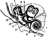 Ear: figure 3 from the 1928–1936 encyclopedia article