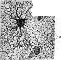 Neuroglia: figure 1 from the 1928–1936 encyclopedia article
