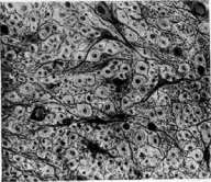 Neuroglia: figure 3 from the 1928–1936 encyclopedia article