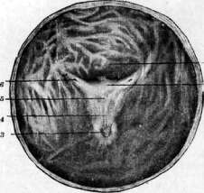 Neuroglia: figure 5 from the 1928–1936 encyclopedia article