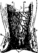 Hemorrhoids: figure 1 from the 1928–1936 encyclopedia article