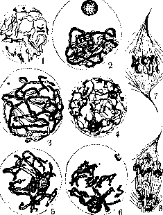 Synapsis In Cytology: figure 1 from the 1928–1936 encyclopedia article