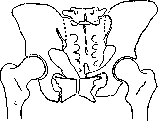Pelvis: figure 7 from the 1928–1936 encyclopedia article