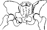 Pelvis: figure 5 from the 1928–1936 encyclopedia article