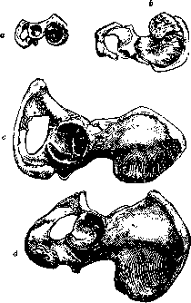 Pelvis: figure 1 from the 1928–1936 encyclopedia article