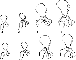 Pelvis: figure 2 from the 1928–1936 encyclopedia article
